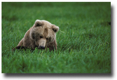 Bear Eating Sedge