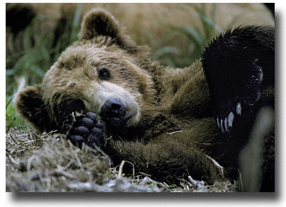 Young Bear Ready To Sleep