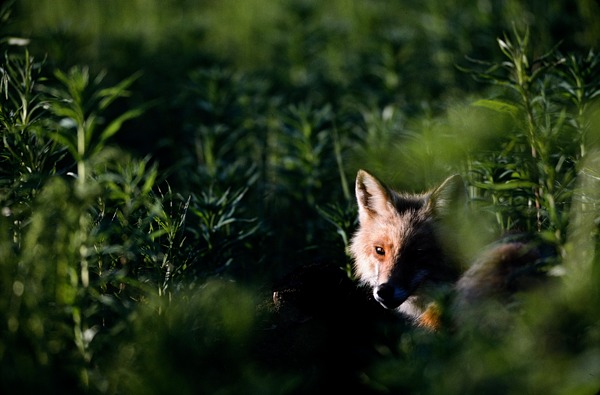 Red Fox, McNeil River State Game Sanctuary, Alaska