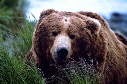 Brown Bear