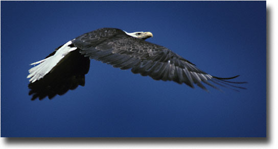 Eagle In Flight