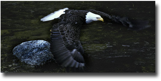 Eagle In Flight