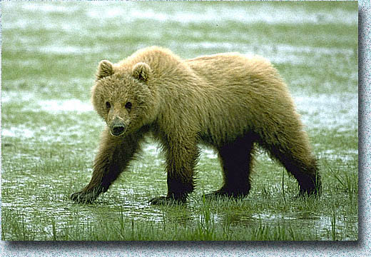 Young Bear Cub near Camp