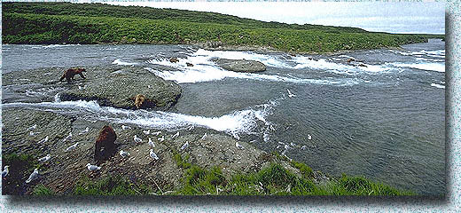 Brown Bears at McNeil Falls in Early July