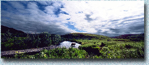 Mikfik Creek Landscape With Bear