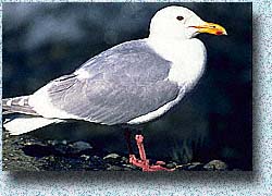 Glaucous-winged Gull