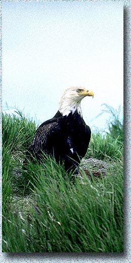 Bald Eagle