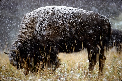 Buffallo in Fall Snow