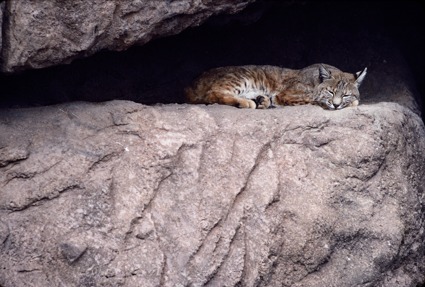 Desert Bobcat