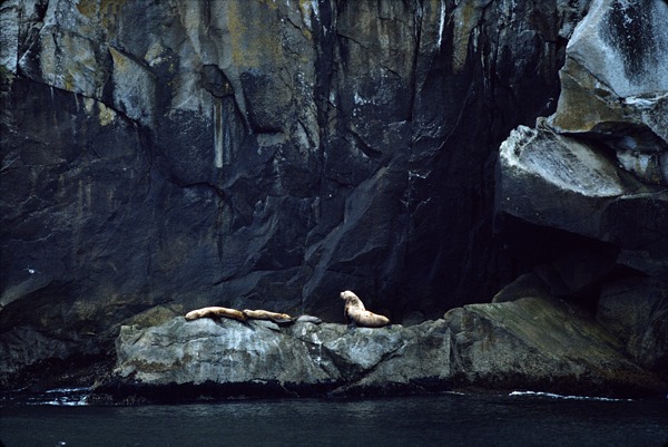 Steller Sea Lions, Kenai Fjords National Park, Alaska