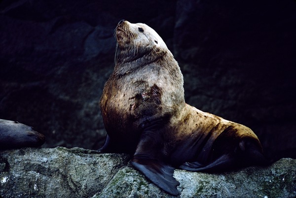 Steller Sea Lion, Kenai Fjords National Park, Alaska