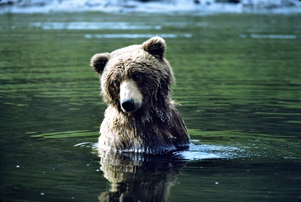 Brown Bear in Mikfik Creek