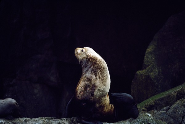 Steller Sea Lion, Kenai Fjords National Park, Alaska