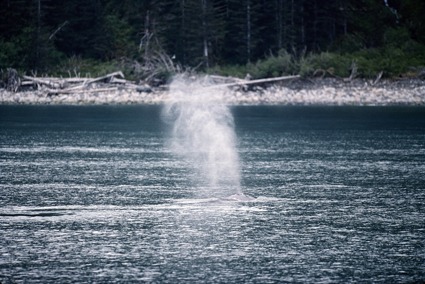 Whale Breath, Kenai Fjords, Alaska