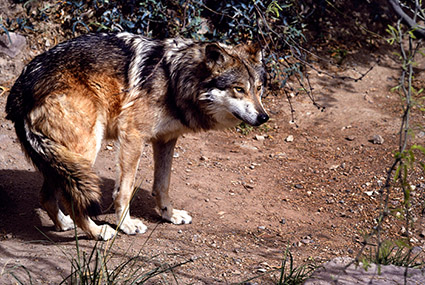 Zoo Mexican Wolf