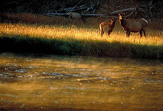 Elk in Yellowstone Park