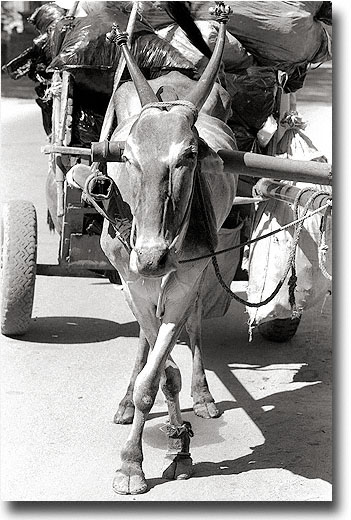 Indian Buffalo and Cart