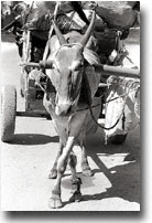 Indian Buffalo (Zebu) and Cart