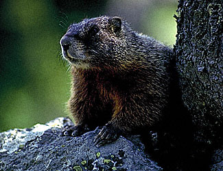 Marmot in Yellowstone Park