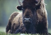 Buffallo In Spring