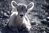 Rocky Mountain Bighorn Lamb