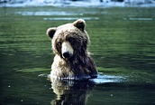 Brown Bear in Mikfik Creek