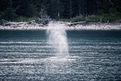 Whale Breath, Kenai Fjords National Park