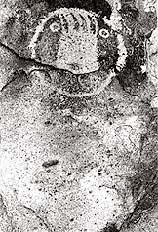 Galisteo Basin - Bear Paw Petroglyph