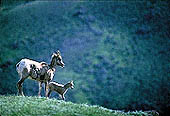 Mountain Goats on Mt Moran