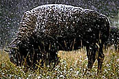 Buffallo In Snowstorm